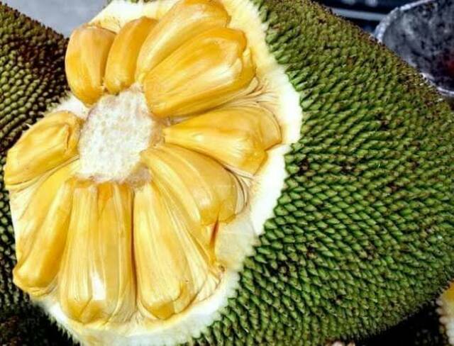 Bibit Nangka Madu/Tanaman Nangka Madu