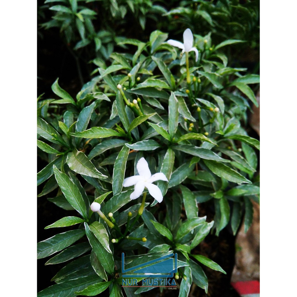 Tanaman Rombusa Silver