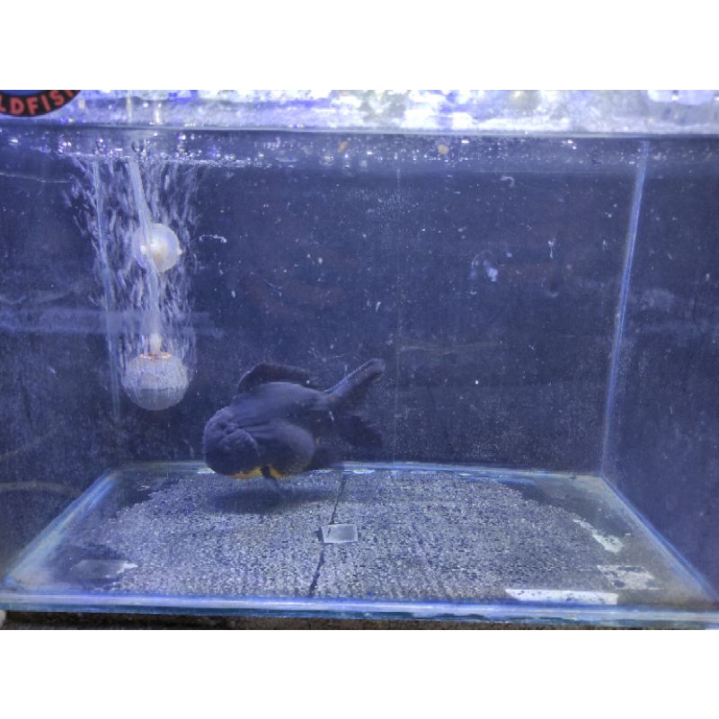 Oranda Bagong Gen Black