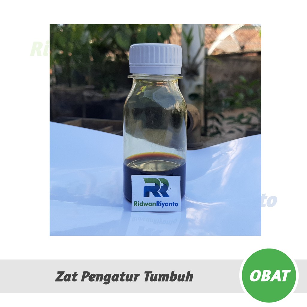 OBAT Khusus Semai Cabai  yaitu ZPT Zat Pengatur Tumbuh dan Fungisida