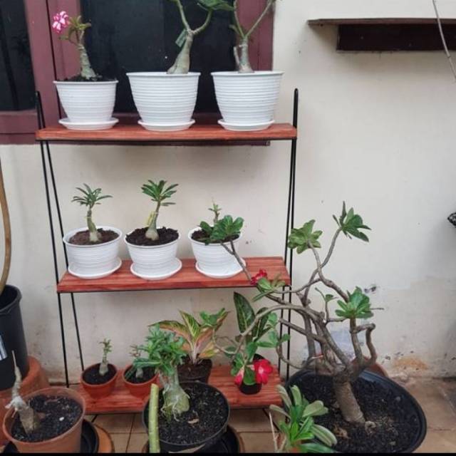 Rak Bunga Besi -Rak Tanaman Hias 3 susun dudukan kayu - Rak unik