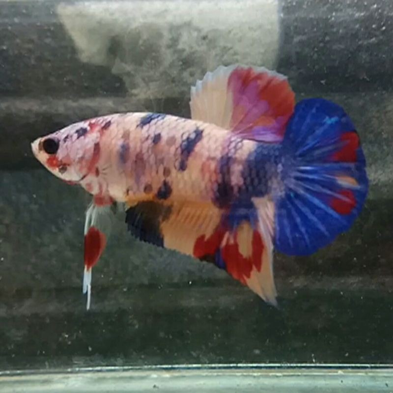 

Nemo Candy Multicolor