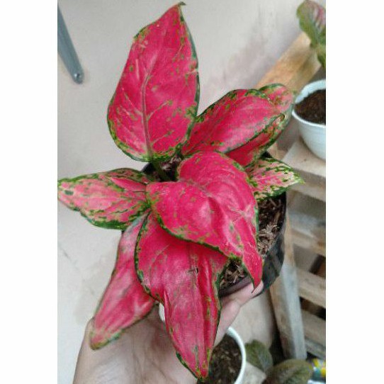 Aglaonema Red Anjamani