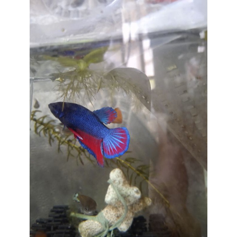 

SIAP KAWIN_SIAP_BREED//CUPANG_PLAKAT_HALFMOOM_BLUERED