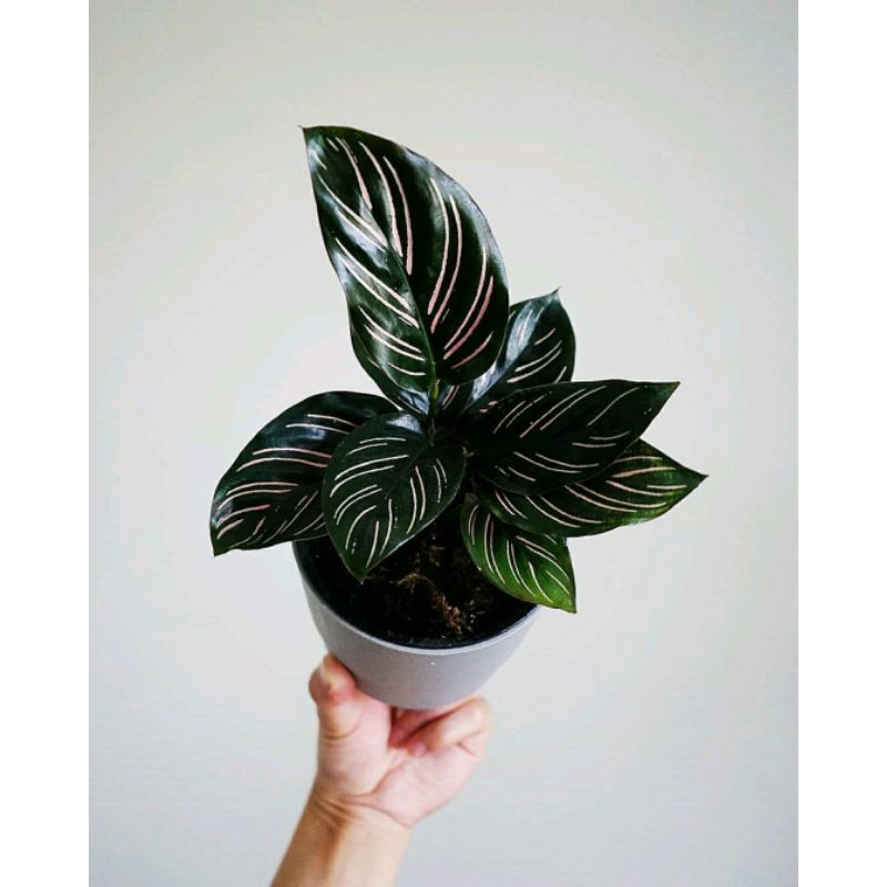 Calathea Ornata / Tanaman Hias Calathea Ornata