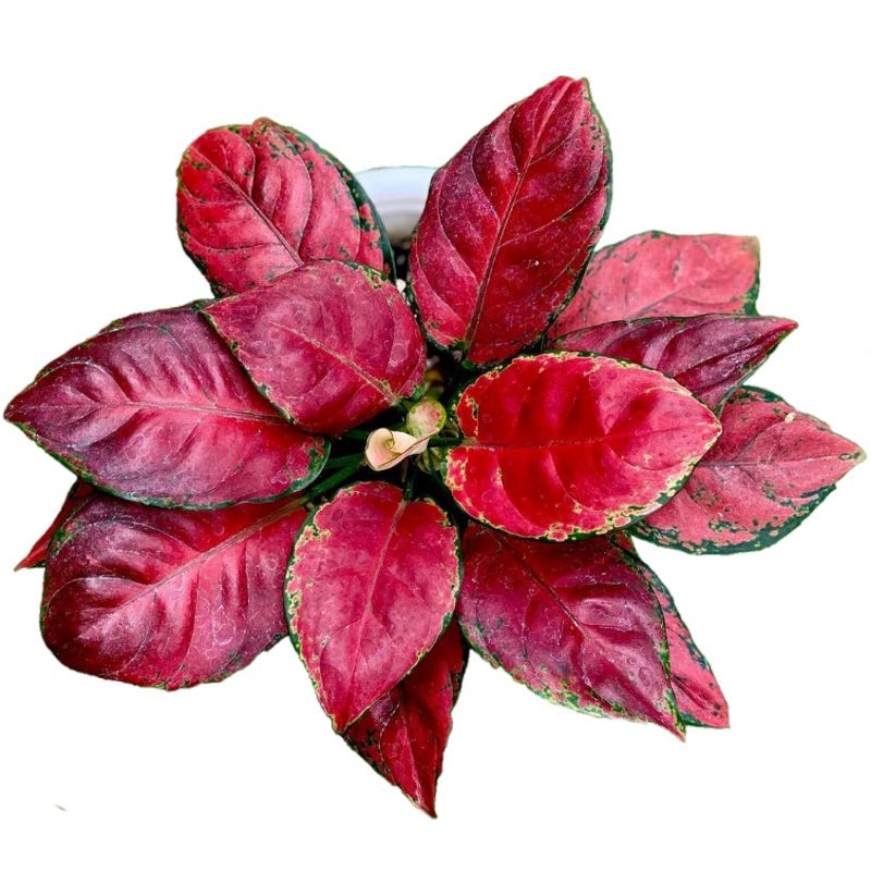 BLACK MAROON AGLONEMA TANAMAN HIAS AGLAONEMA BLACK MAROON