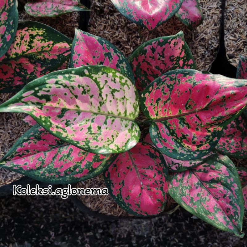 Aglonema Dud Anjamani Full Merah