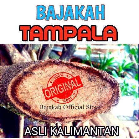 BAJAKAH / KAYU BAJAKAH / AKAR BAJAKAH TAMPALA ASLI KALIMANTAN 1 KG SUDAH TERUJI DAN BERSERTIFIKAT