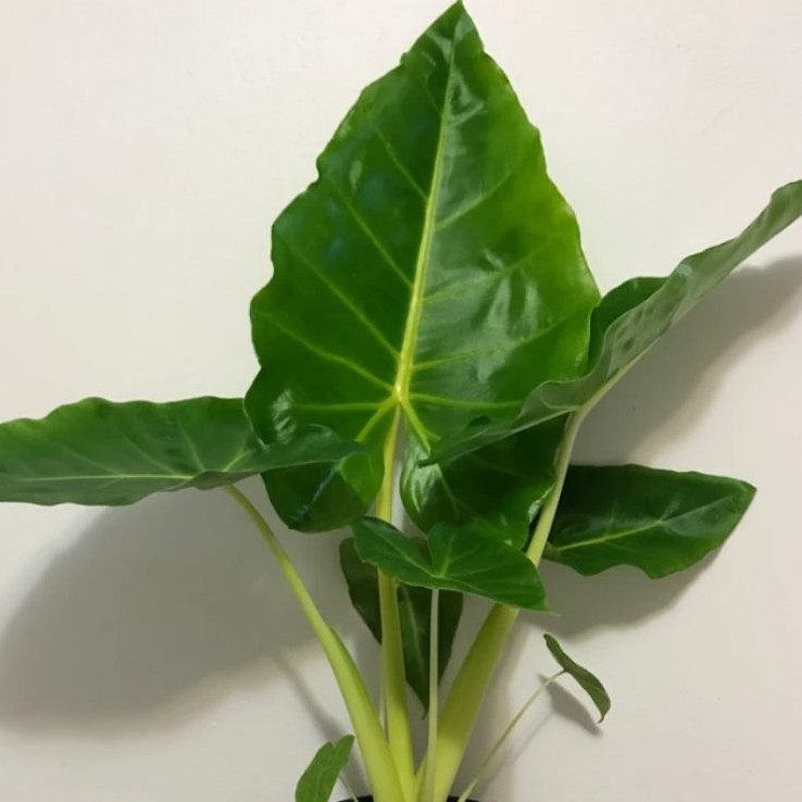 Alocasia macrorrhizos# Caladium Green# Keladi Sente# Kaladium hutanReady stok Bunga & Tanaman