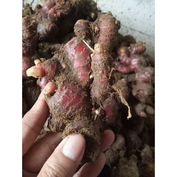 

jahe merah fresh 500gr