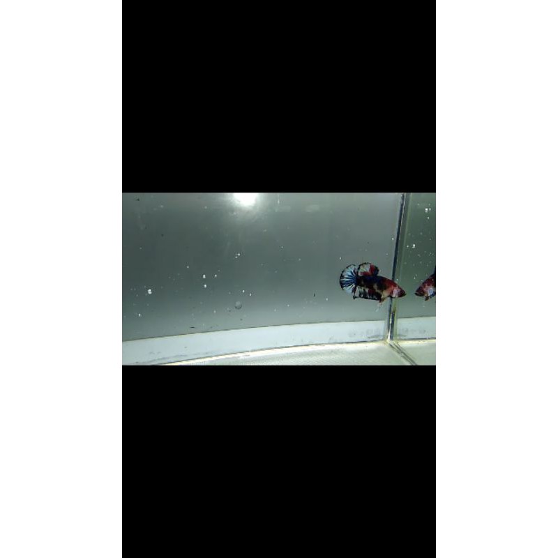 

cupang