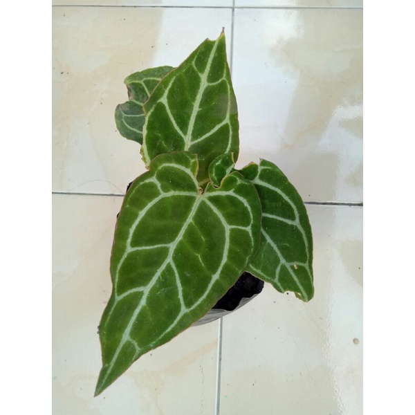 (Ukuran Besar) Anthurium Kuping Gajah