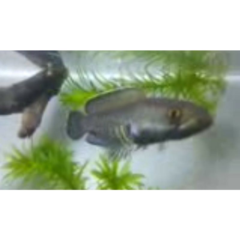 baby chana barca KW (stewarti) 7cm