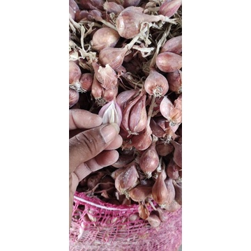 bibit bawang merah varietas unggul bauji manjung umur 3 bulan lebih siap tumbuh