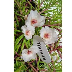 Krokot / Mossrose / Mawar tanah TIARADA