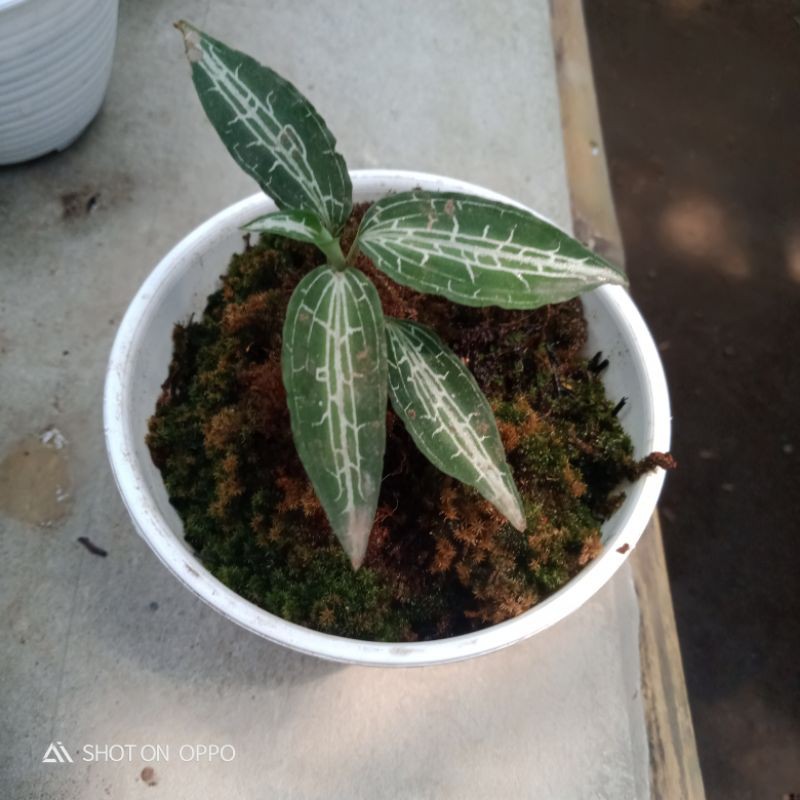 anggrek permata godyeralaculata