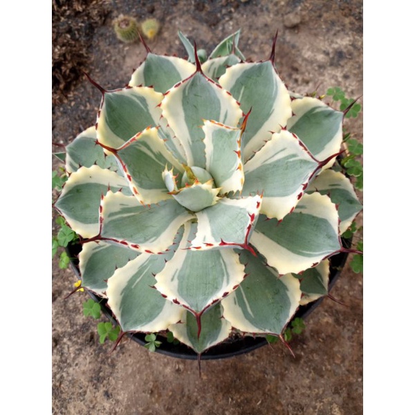 

agave varigata