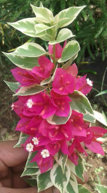 Bougenville Singapore varigata Bunga merah fanta