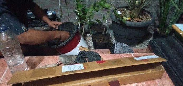 Bibit Mangga Alpukat Supermurah