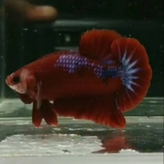 Cupang hellboy bold 1 pair