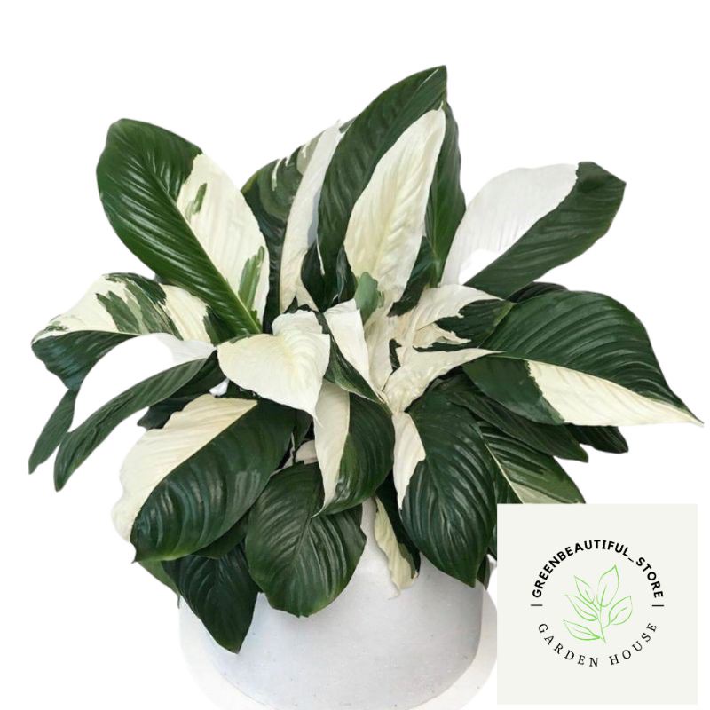 Tanaman hias spatufilm variegata-pece lily variegata-tanaman hidup-pembersih udara-bunga hidup murah
