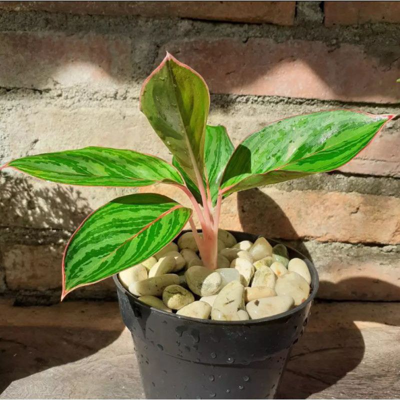 aglonema lipstik zebra