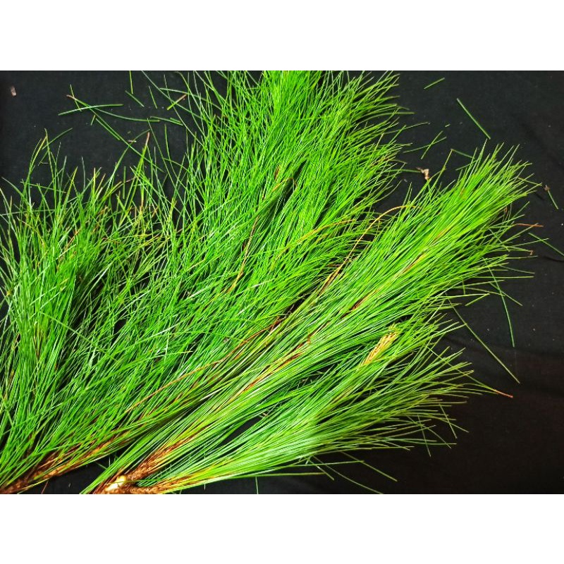 Daun Pinus termurah  - Buat Dekorasi 1 kg