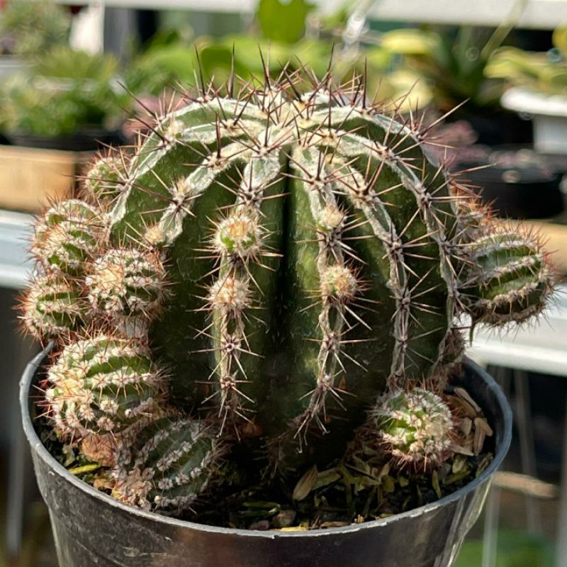 Kaktus Echinopsis Hajuko Hakujo