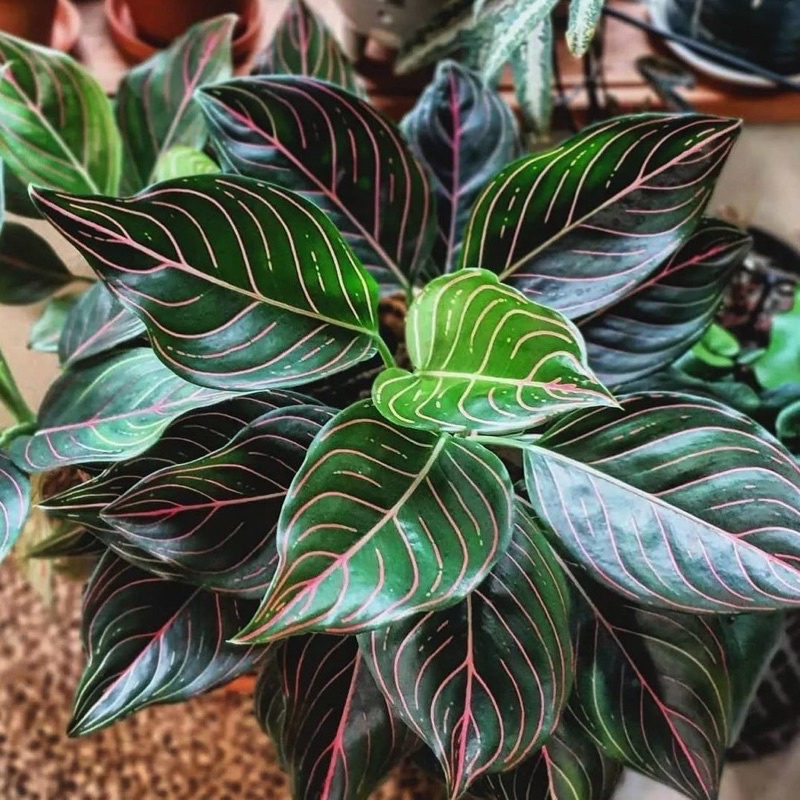 Tanaman hias aglonema rottundum - Aglonema tanaman hias hidup - bunga hias - bunga hidup - tanaman o