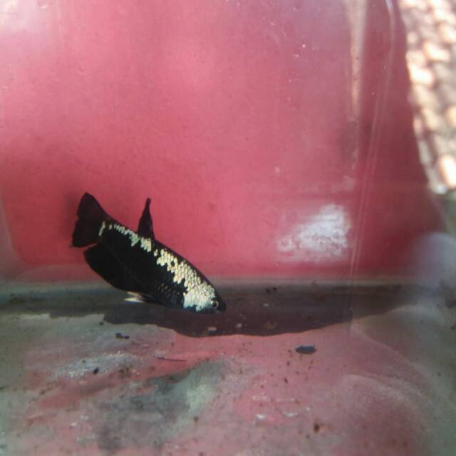 cupang black samurai