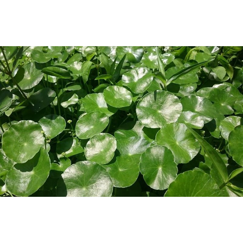 

Daun pegagan(antanan) segar