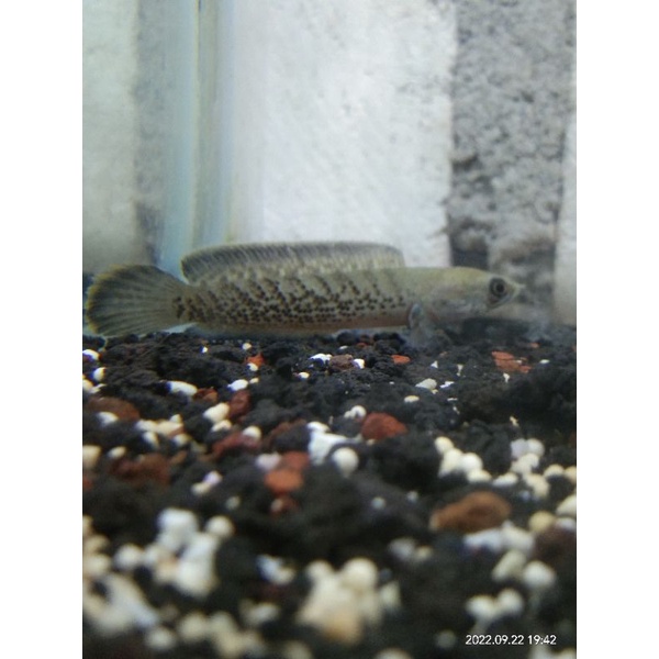 channa stewarti 8-10cm