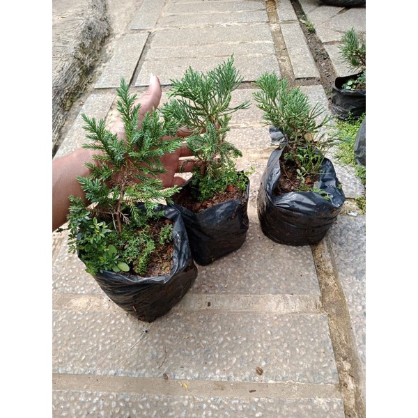 Bahan Bonsai Cemara Sinensis Biru/ Cemara Sinensis Biru Sinensis Blue