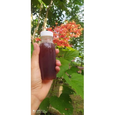 

MADU KELULUD ATAU KELANCENG MURNI