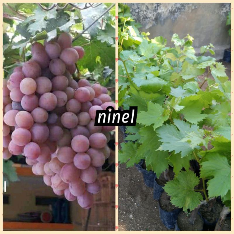 bibit anggur ninel import stek batang