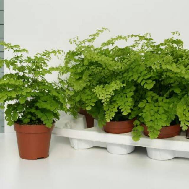 Pohon suplir gunung,  paku suplir daun kecil