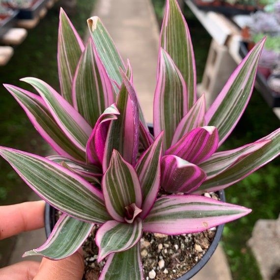 Tradescantia Spathacea / Adam Hawa Variegata - Tanaman Hias Outdoor