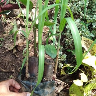 Bibit Tebu hitam tebu Ireng/tanaman bibit tebu Ireng/hitam