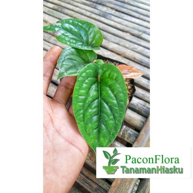 ANTHURIUM SIRIH / TANAMAN SIRIH ANTHURIUM