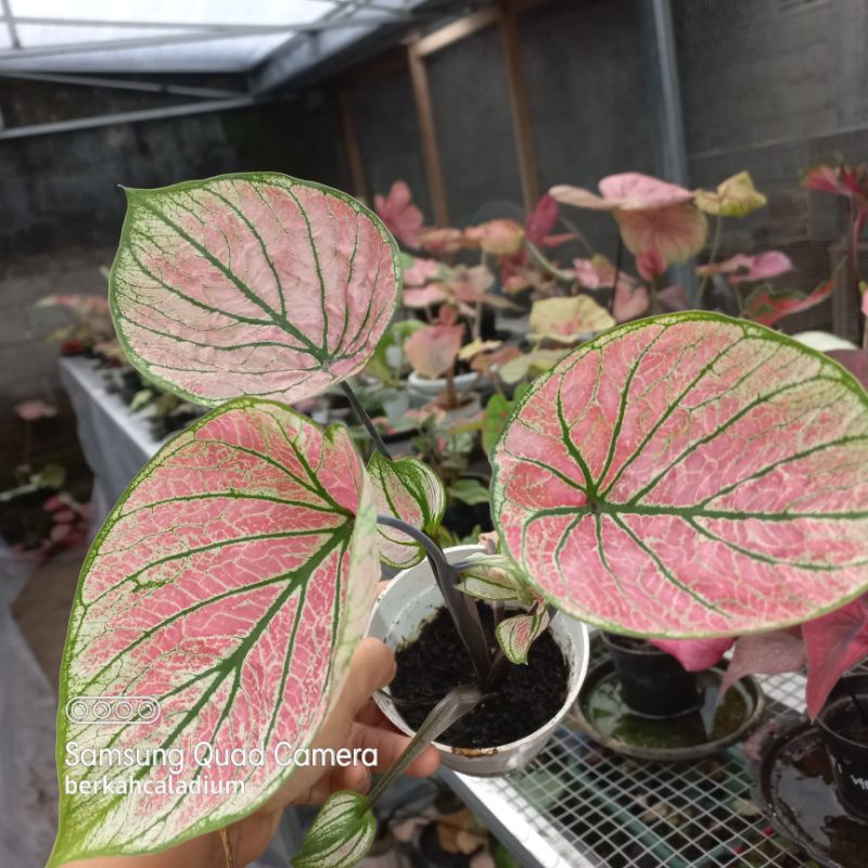 Bibit Caladium Hibrid Arini Menari Double Leaf / Bibit Keladi Hibrid Arini Menari Daun Ganda