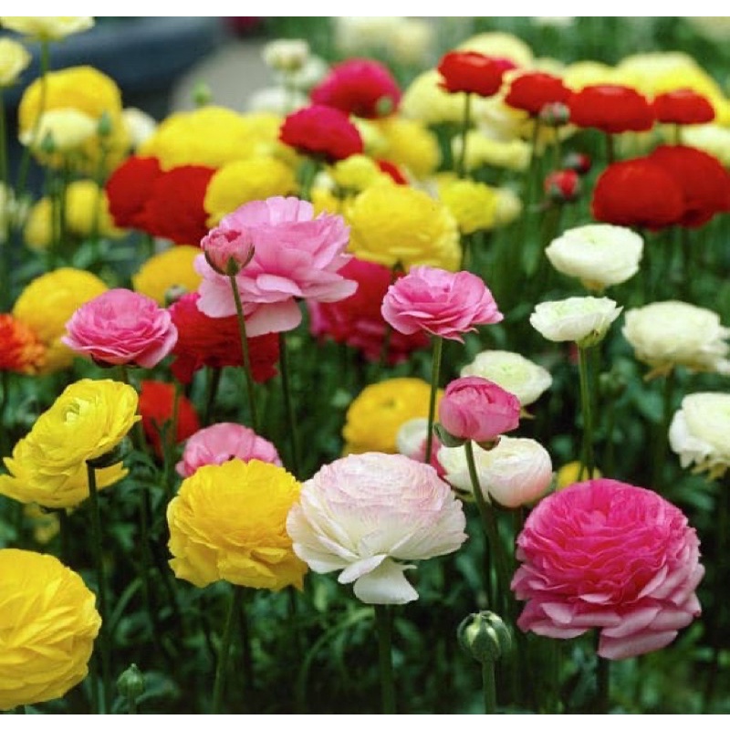 Amefurashi 1 benih/seeds Ranunculus Asiaticus Mache Mix Persian Buttercup Flower