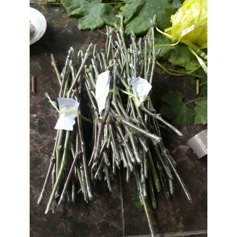 entres anggur impor beli 10 bonus 1