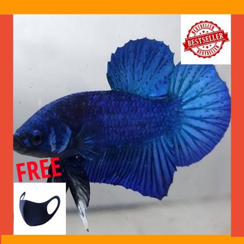 IKAN CUPANG HIAS PLAKAT SUPER BLUE /IKAN CUPANG PLAKAT FULL BIRU FREE