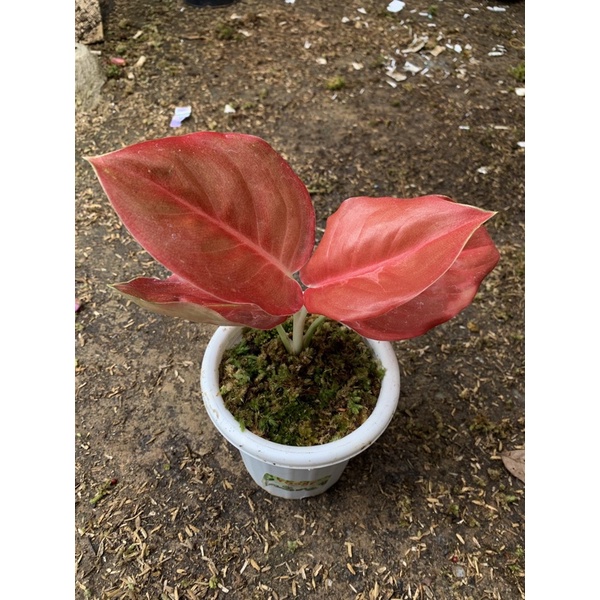 kochin brown original