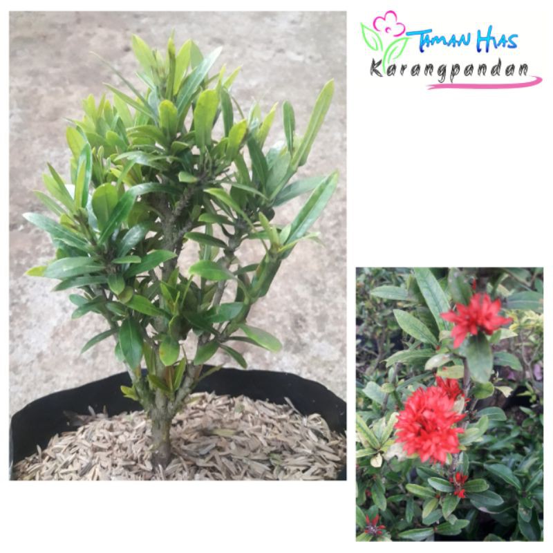 Tanaman Hias Asoka India Bunga Merah (Bahan Bibit Bonsai)