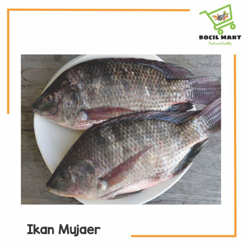 

[BOCIL MART] IKAN MUJAER FRESH 500GR