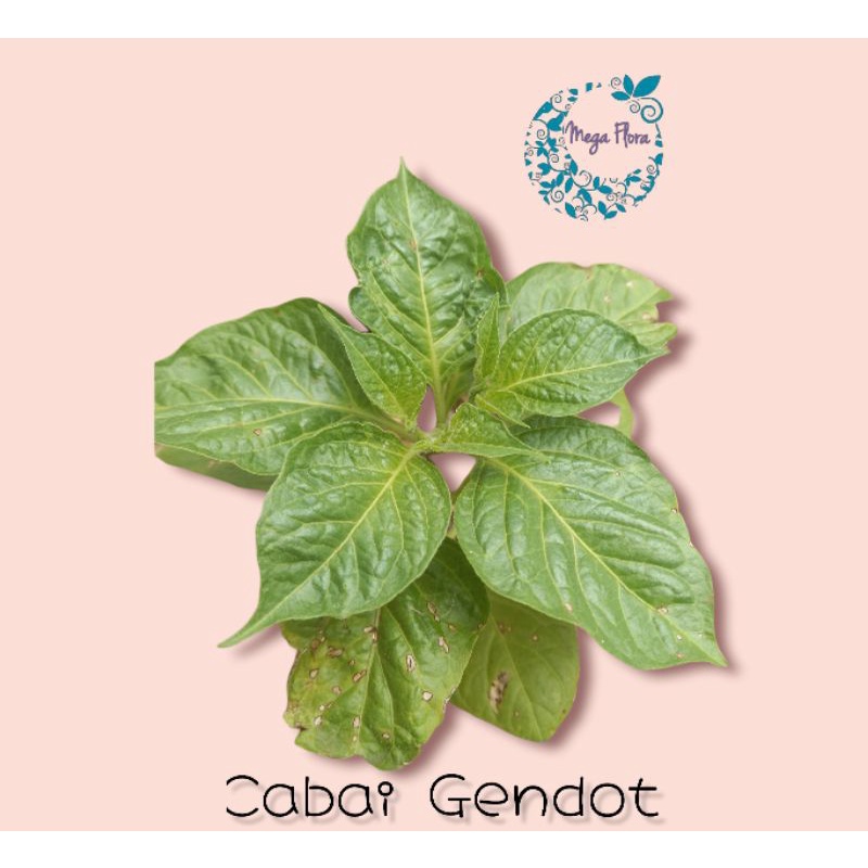 Tanaman Cabai Gendot Cabe Bibit Gendol