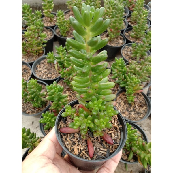 KAKTUS SUKULEN || JELLY BEAN