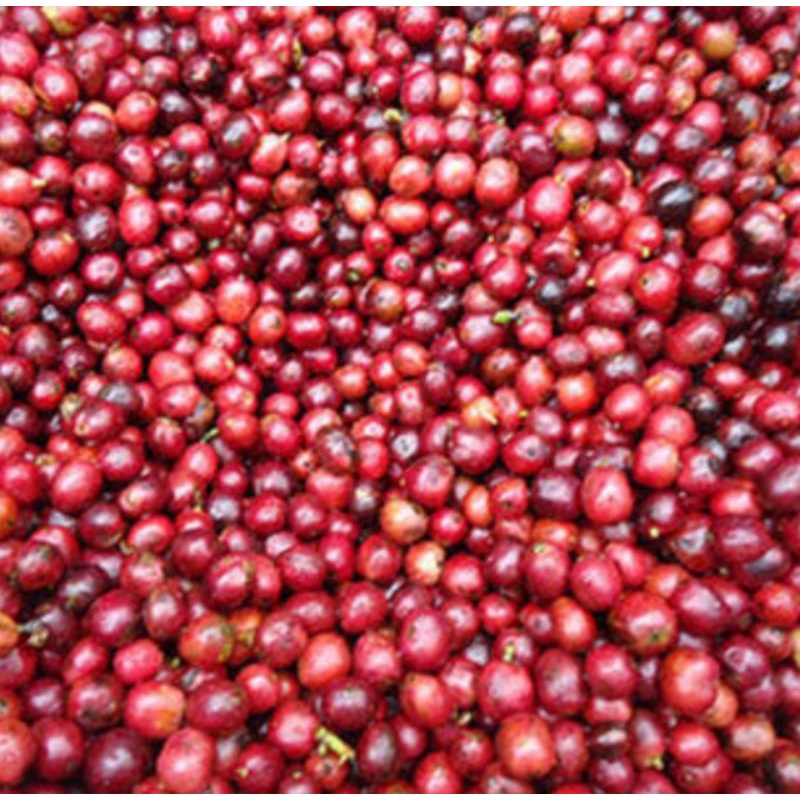 

(NW COFFEE)BUBUK KOPI ROBUSTA LAMPUNG (1 KG)