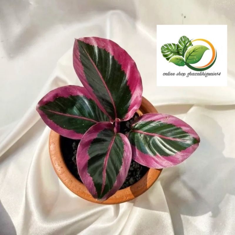 tanaman hias calathea sintia pink - calathea Chyntia pink - bibit tanaman